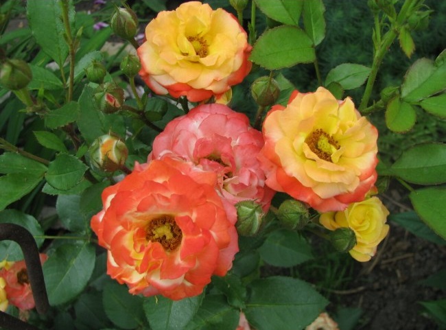 Роза бордюрная Бэйби Маскарад